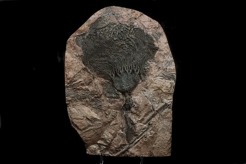 fs187-2-1_fossili_collezione_invertebrati_crinoidi_scyphocrinites_elegans_marocco