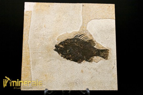 FS059-1_fossili_collezione_vertebrati_pesci_priscacara.logo