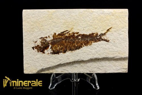 FS1037-1_fossili_collezione_vertebrati_pesci_knightia_eocene_wyoming.logo