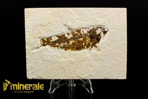 FS1038-1_fossili_collezione_vertebrati_pesci_knightia_eocene_wyoming.logo