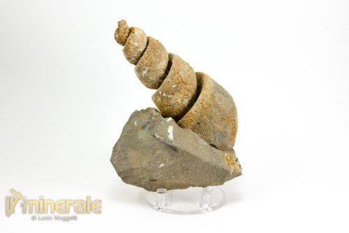 FS1040-2_fossili_collezione_molluschi_turritella_marocco