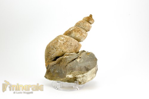 FS1040-3_fossili_collezione_molluschi_turritella_marocco
