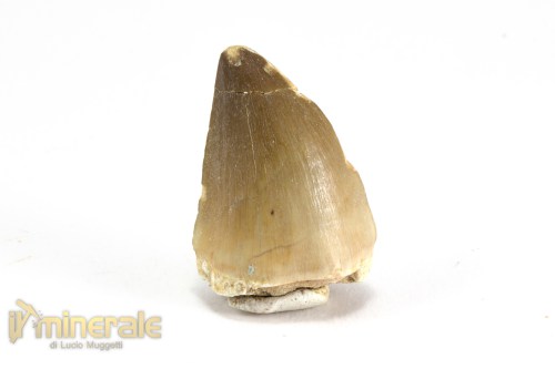 FS1048-2_fossili_collezione_vertebrati_rettili_prognatodonte_marocco