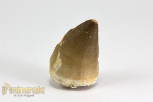 FS1048-3_fossili_collezione_vertebrati_rettili_prognatodonte_marocco