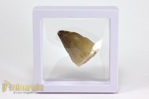 FS1048-4_fossili_collezione_vertebrati_rettili_prognatodonte_marocco