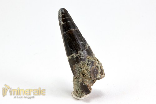FS1065-2_fossili_collezione_vertebrati_dinosauri_denti_suchomimus