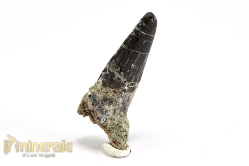 FS1065-3_fossili_collezione_vertebrati_dinosauri_denti_suchomimus