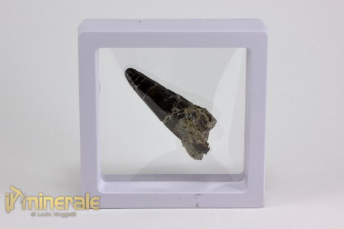 FS1065-4_fossili_collezione_vertebrati_dinosauri_denti_suchomimus