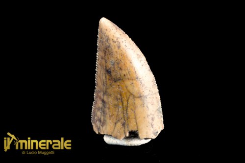 FS1068-1_fossili_collezione_vertebrati_dinosauri_denti_majungasaurus