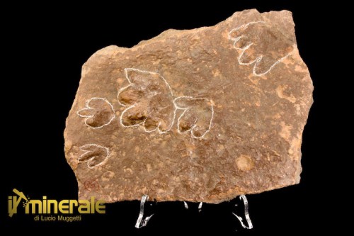 FS1072-1_fossili_collezione_vertebrati_rettili_impronte_batrachichnus_salamandroides