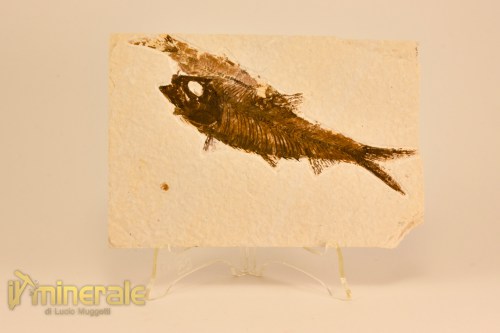 FS1076-2a_fossili_collezione_vertebrati_pesci_knightia