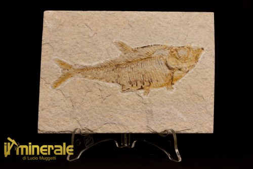 FS1087-1_fossili_collezione_vertebrati_pesci_diplomystus
