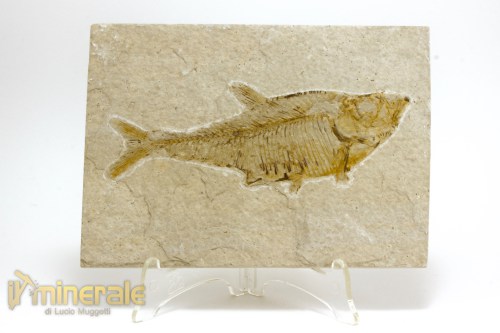 FS1087-2_fossili_collezione_vertebrati_pesci_diplomystus