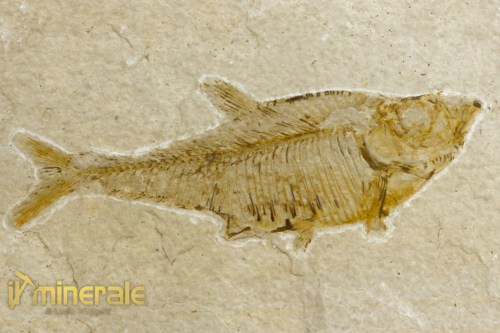 FS1087-3_fossili_collezione_vertebrati_pesci_diplomystus