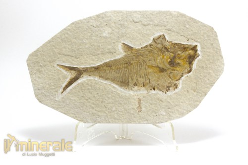 FS1090-2_fossili_collezione_vertebrati_pesci_diplomystus