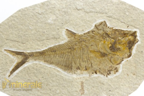FS1090-3_fossili_collezione_vertebrati_pesci_diplomystus