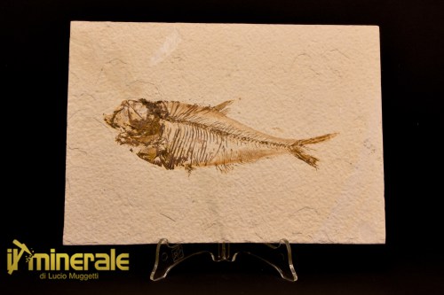 FS1105-1_fossili_collezione_vertebrati_pesci_diplomystus