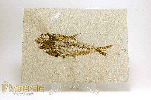 FS1105-3_fossili_collezione_vertebrati_pesci_diplomystus