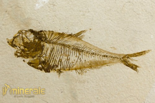 FS1105-3a_fossili_collezione_vertebrati_pesci_diplomystus