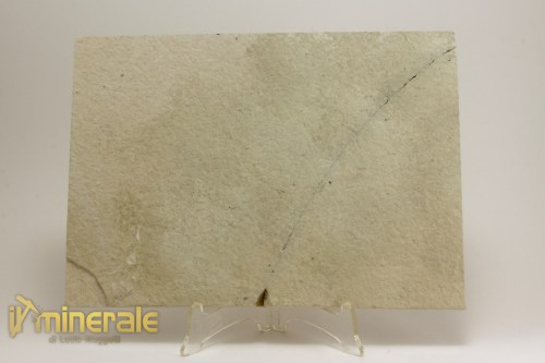 FS1105-4_fossili_collezione_vertebrati_pesci_diplomystus