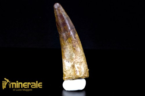 FS1112-1_fossili_collezione_denti_dinosauro_spinosauro
