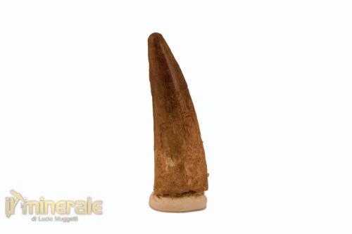 FS1112-2_fossili_collezione_denti_dinosauro_spinosauro