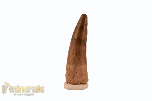 FS1112-3_fossili_collezione_denti_dinosauro_spinosauro