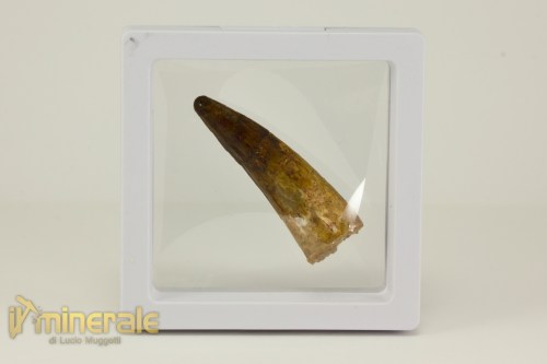 FS1112-4_fossili_collezione_denti_dinosauro_spinosauro