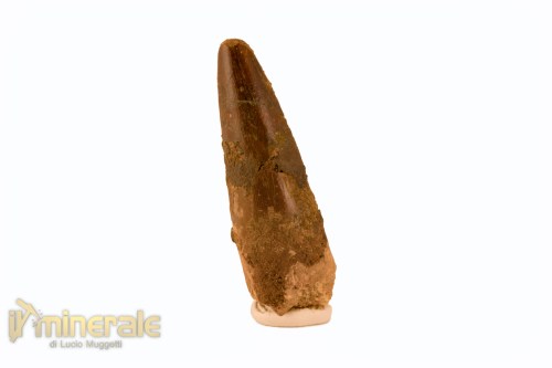 FS1113-2_fossili_collezione_denti_dinosauro_spinosauro