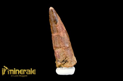 FS1116-1_fossili_collezione_denti_dinosauro_spinosauro