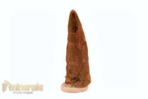 FS1116-2_fossili_collezione_denti_dinosauro_spinosauro