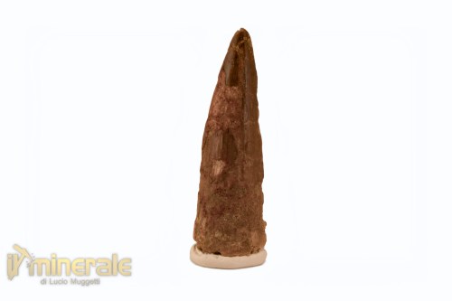 FS1116-3_fossili_collezione_denti_dinosauro_spinosauro