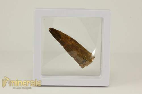 FS1116-4_fossili_collezione_denti_dinosauro_spinosauro