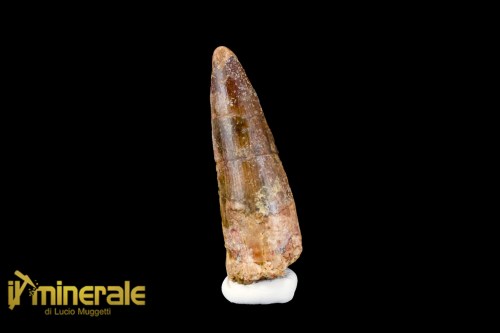 FS1117-1_fossili_collezione_denti_dinosauro_spinosauro