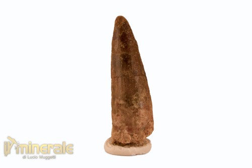 FS1117-2_fossili_collezione_denti_dinosauro_spinosauro