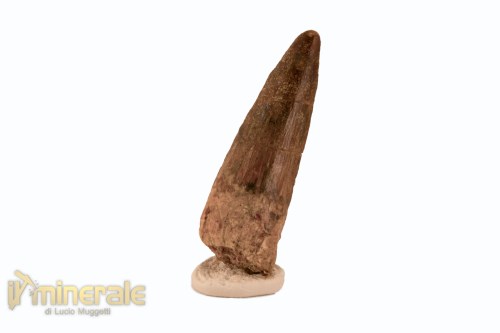 FS1117-3_fossili_collezione_denti_dinosauro_spinosauro
