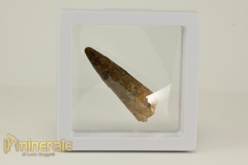 FS1117-4_fossili_collezione_denti_dinosauro_spinosauro