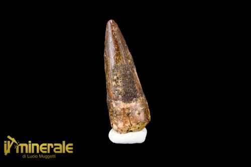 FS1118-1_fossili_collezione_denti_dinosauro_spinosauro