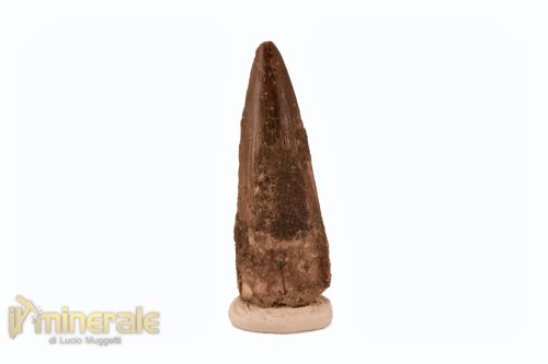 FS1118-2_fossili_collezione_denti_dinosauro_spinosauro
