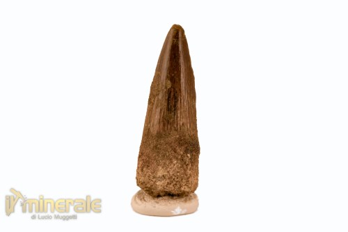 FS1118-3_fossili_collezione_denti_dinosauro_spinosauro
