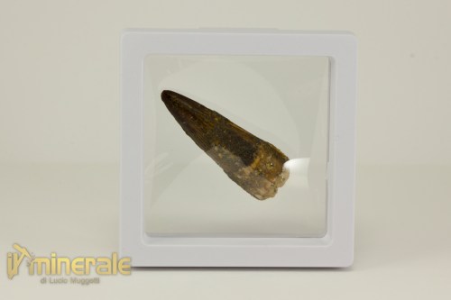 FS1118-4_fossili_collezione_denti_dinosauro_spinosauro