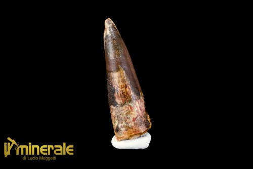 FS1120-1_fossili_collezione_denti_dinosauro_spinosauro