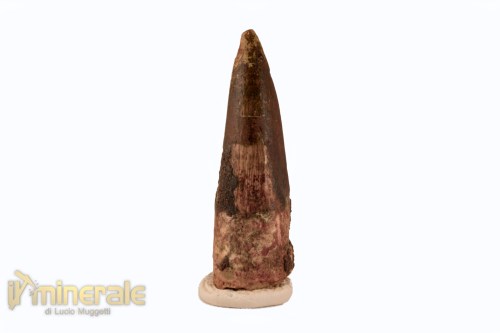 FS1120-2_fossili_collezione_denti_dinosauro_spinosauro