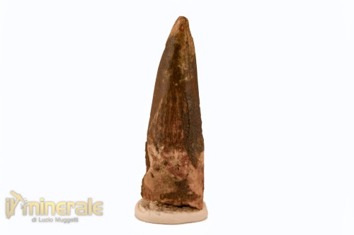 FS1120-3_fossili_collezione_denti_dinosauro_spinosauro