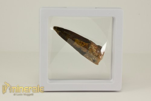 FS1120-4_fossili_collezione_denti_dinosauro_spinosauro9