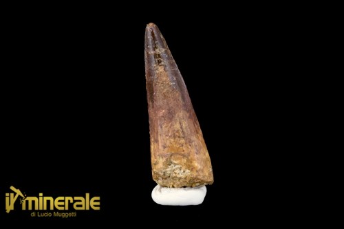 FS1122-1_fossili_collezione_denti_dinosauro_spinosauro