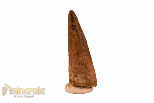 FS1122-2_fossili_collezione_denti_dinosauro_spinosauro