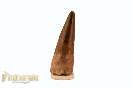 FS1122-3_fossili_collezione_denti_dinosauro_spinosauro