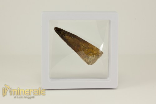 FS1122-4_fossili_collezione_denti_dinosauro_spinosauro