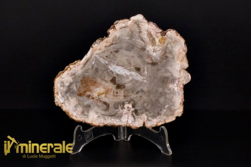 FS1131-1_fossili_collezione_arredamento_legno_silicizzato_madagascar